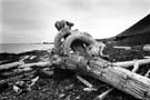 Rekavidur &aacute; Str&ouml;ndum / Driftwood at Strandir, 1994