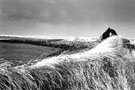 Á Hvalsnesi / Hvalsnes 1994