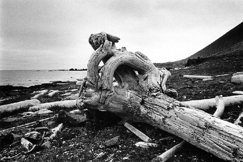 Rekavidur &aacute; Str&ouml;ndum / Driftwood at Strandir